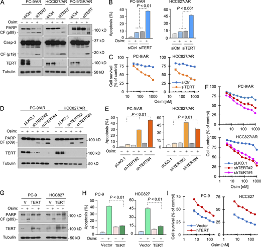 Genetic manipulations of hTERT expression alter the responses of EGFRm NSCLC cell lines to osimertinib.(A–F) The indicated cell lines transfected with scrambled control or hTERT siRNA for 48 h (A–C) or expressing pLKO.1 or shTERT (D and E) were exposed to DMSO or 200 nM osimertinib (Osim) for 24 h (A and D), 48 h (B and E), or 72 h (C and F). (G–I) The indicated cell lines expressing vector (V) or hTERT gene were exposed to DMSO or 100 nM osimertinib for 24 h (G), 48 h (H), or 72 h (I). The proteins of interest were detected with western blotting (A, D, and G). Annexin V-positive cells were determined with flow cytometry (B, E, and H). Cell numbers were estimated with the SRB assay (C, F, and I). The data are means ± SDs of triplicate (B, E, and H) or four replicate (C, F, and I) determinations. Statistical analysis was conducted with one-way ANOVA test (B) or two-sided unpaired Student’s t test (E and H). CF, cleaved form. Source data are available for this figure: SourceData F4.