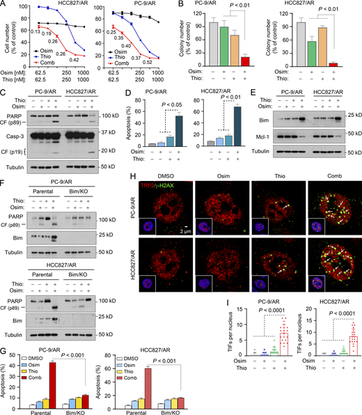 6-Thio-dG in combination with osimertinib synergistically induces apoptosis and TIFs in osimertinib-resistant EGFRm NSCLC cell lines.(A) The given cell lines were treated with varied concentrations of the tested agents either alone or in combinations for 3 days. Cell numbers were then measured by SRB assay and CIs were calculated and presented inside the graph. The data are means ± SDs of four replicate determinations. (B) The tested cell lines seeded in 12-well plates were treated with 50 nM osimertinib, 50 nM 6-Thio-dG (Thio), or their combination, which were repeated with fresh medium every 3 days. After 10 days, the cells were fixed, stained with crystal violet dye, imaged, and counted. Columns are means ± SDs of triplicate determinations. (C–G) The tested cell lines were exposed to 200 nM osimertinib, 250 nM 6-Thio-dG or their combination for 16 h (E), 24 h (C and F), or 48 h (D and G). The proteins of interest were detected with western blotting (E, C, and F) and apoptotic cells were detected with annexin V staining/flow cytometry (D and G). Each column represents mean ± SD of triplicate treatments. (H and I) Both PC-9/AR and HCC827/AR cells were treated with 200 nM osimertinib, 250 nM 6-Thio-dG, or their combination for 24 h followed by the TIF assay. TIFs were counted from 20 cells for each treatment and represented as means ± SEs. The inserted images show costaining of DAPI, TRF2 and γ-H2AX. Arrows indicate TIFs (colocalization of TRF2 and γ-H2AX). Statistical analysis was conducted with one-way ANOVA test (B, D, and I) or two-sided unpaired Student’s t test (G). Source data are available for this figure: SourceData F5.