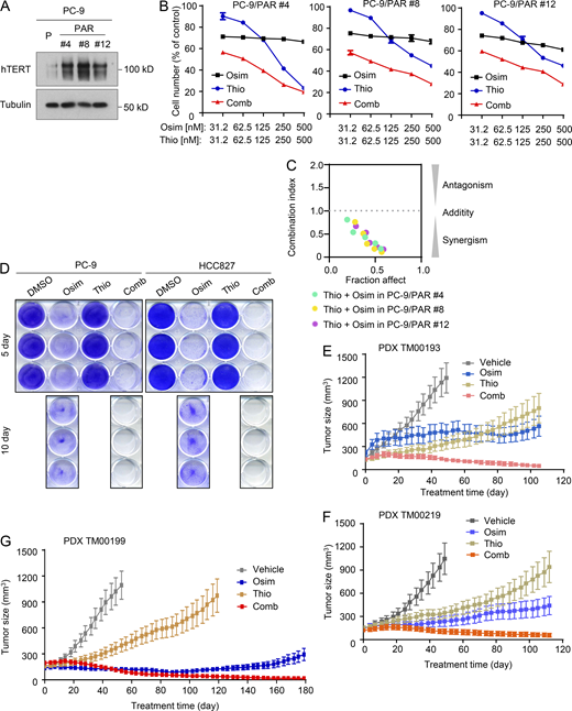 Osimertinib and 6-Thio-dG combination eliminates DTCs and regresses different EGFRm PDX tumors with long-term remissions.(A) Detection of baseline hTERT expression in the indicated EGFRm NSCLC cell lines with primary osimertinib resistance by western blotting. (B and C) The given cell lines were exposed to varied concentrations of osimertinib (Osim), 6-Thio-dG (Thio) alone, or their combination. After 3 days, cell numbers were determined with the SRB assay (B). The data are means ± SDs of four replicate determinations. CIs for the combinations were also calculated (C). (D) The indicated cell lines seeded in 12-well plates were treated with 50 nM osimertinib, 50 nM 6-Thio-dG, or their combination; these treatments were repeated with fresh medium every 2 days. After 5 or 10 days, the cells were fixed, stained with crystal violet dye, and pictured. (E–G) The indicated PDXs in nude mice (six tumors/group) were treated with vehicle, 5 mg/kg osimertinib (daily, og), 2.5 mg/kg 6-Thio-dG (daily, ip), or their combination. The data are means ± SEs of six tumors. Source data are available for this figure: SourceData F7.