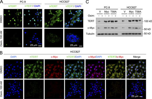 c-Myc positive regulation of hTERT in EGFRm NSCLC cells.(A and B) IF detection of hTERT (A) or hTERT and c-Myc (B). The indicated cell lines were exposed to DMSO or 100 nM osimertinib for 24 h. (C) Osimertinib modulation of hTERT in EGFRm NSCLC cell lines expressing ectopic c-Myc or c-Myc (T58A) gene. The treatment condition was the same for Fig. 2 G. Source data are available for this figure: SourceData FS1.