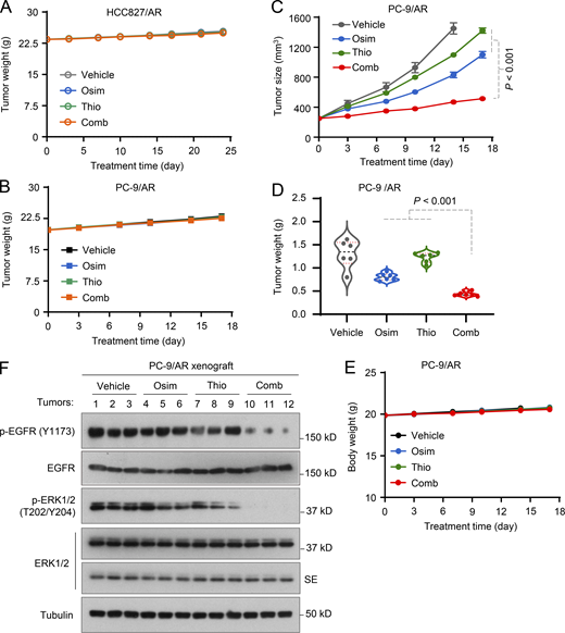Osimertinib and 6-Thio-dG combination is well tolerated in nude mice, inhibits the growth of osimertinib-resistant tumors, and suppresses EGFR/ERK signaling.(A, B, and F) Treatments were the same as described in Fig. 6. SE, short exposure. (C–E) Treatments were the same as described in Fig. 6 except for the initial tumor sizes, which were over 200 mm3, and osimertinib dosage, which was 15 mg/kg/day. Mice in the vehicle group were sacrificed a few days early before the end of the experiment. The data in each group are means ± SEs of six tumors from six mice. Statistical analysis was conducted with one-way ANOVA test. Source data are available for this figure: SourceData FS4.
