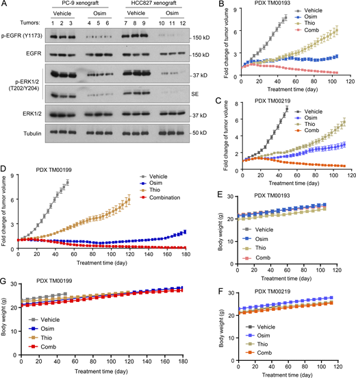 Osimertinib suppresses EGFR signaling and, when combined with 6-Thio-dG, is well-tolerated in vivo.(A) The indicated tumors at sizes of around 100 mm3 (n = 3) were treated with osimertinib (Osim; 5 mg/kg/day, og) for 18 (PC-9) or 21 (HCC827) days. SE, short exposure. (B–F) Treatments were the same as described in Fig. 7. Tumor growth is presented as a fold change in tumor sizes in comparison with their initial sizes of PDXs. Source data are available for this figure: SourceData FS5.