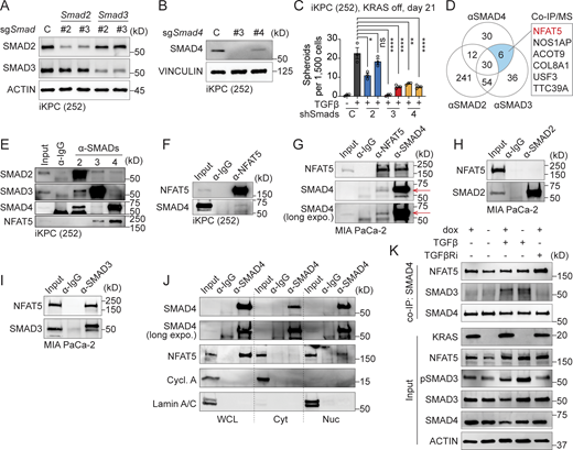 NFAT5 interacts with SMAD3 and SMAD4. (A and B) Western blot analysis to determine the knockdown efficacy of Smad2, Smad3, and Smad4. (C) Examination of TGFβ-driven, KRAS*-independent iKPC cancer spheroid formation after SMADs knockdown compared to the scramble control. (D) Venn diagram illustrating the IP/MS results. Endogenous SMAD2, SMAD3, and SMAD4 were used as baits to pull down proteins in iKPC PDAC cells, with an IgG antibody serving as the negative control. Positive hits are defined as those with an abundance ratio >10 compared with IgG. (E and F) Validation of protein interactions through co-IP/western blot analysis in mouse iKPC PDAC cells using SMADs and NFAT5 as baits. (G–I) Validation of NFAT5–SMADs protein interactions through co-IP/western blot analysis in human MIA PaCa-2 PDAC cells. (J) Cell fractionation followed by pulldown of NFAT5 using α-IgG or α-SMAD4 antibody. WCL: whole cell lysate; Cyt: cytosol fraction; Nuc: nuclear fraction. (K) Analysis of NFAT5 and SMADs interaction under different treatments by co-IP/western blots. All experimental data was verified in at least two independent experiments. Source data are available for this figure: SourceData F4.