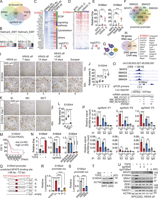 S100A4 is a direct target of the NFAT5–SMADs complex. (A) Summary of RNA-seq analysis to identify candidate targets of the NFAT5–SMADs complex. (B) GSEA analysis to identify the loss of the EMT gene signature after the inhibition or knockdown of NFAT5. (C) Intersection of RNA-seq datasets to identify 99 candidate genes potentially activated by the NFAT5–SMADs complex. (D) Expression profile of gene candidates in primary and escaper PDAC tumor cells from iKPC mice. (E) Comparison of S100a4 expression in primary and escaper PDAC tumors based on KRAS reactivation status (left) and tumor subtypes (right). (F) Summary of ChIP-seq data revealing genes with proximal promoters bound by NFAT5 and SMADs. (G) Schematic representation of the NFAT5–SMADs interaction. (H) Overlapping genes between the 99 candidates from RNA-seq and 2,582 genes from ChIP-seq. (I) IHC staining of S100A4 in tumors during pancreatitis-driven KRAS* bypass and escaper tumors. (J) Quantification of relative S100A4 signal-positive area in I using ImageJ. (K) IHC staining of S100A4 in transplanted tumors under treatments with KRASi, CAE, and α-TGFβ neutralizing antibody. (L) Quantification of relative S100A4 signal-positive area in K using ImageJ. (M) Kaplan-Meier survival analysis of PDAC patients based on high or low S100A4 expression in TCGA PAAD dataset. (N) Expression changes of S100a4 after treatments with dox or TGFβ, following knockdown of Nfat5 or Smad2/3/4. (O) Binding of NFAT5 and SMADs at the S100a4 promoter. (P) NFAT5–SMADs binding comparison at the S100a4 promoter in Nfat5 wildtype and knockdown iKPC cells. (Q and R) Comparison of luciferase activity driven by full length (FL) of or truncated S100a4 promoter. (S) Comparison of S100a4 activation under treatment of NFAT5i KRN2 (1 μM) or TGFβRi SB505124 (3 μM) by luciferase reporter assay under the control of the S100a4 promoter (FL). (T) Western blot analysis of S100A4 expression regulated by TGFβ in iKPC spheroids. (U) Western blot analysis of EMT TF expression after Nfat5 or S100a4 knockdown. Statistical analysis for E, J, L, N, P, R, and S involved one-way ANOVA; the Log-rank (Mantel-Cox) test was used for M. The P values: ns, not significant; *, P < 0.05; **, P < 0.01, ***, P < 0.001; ****, P < 0.0001. Error bars represent the median ± SEM. All experimental data was verified in at least two independent experiments. Source data are available for this figure: SourceData F8.