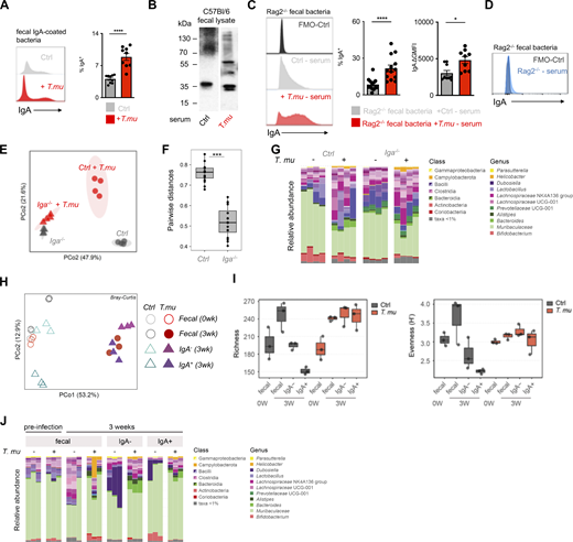 T.mu shapes the anti-bacterial IgA reactome. (A) Fecal bacteria were isolated from control or T.mu colonized mice and stained with anti-IgA antibodies. Histograms show staining of anti-IgA antibodies. Adjacent bar graph shows the quantification of IgA-coated bacteria. (B) Western blot analysis of IgA reactivity on wild type C57BL/6 fecal bacterial protein lysates. Membranes were developed after incubation with serum from control mice or T.mu colonized mice. Numbers adjacent to membranes indicate molecular weight. (C) Serum from control mice or T.mu colonized mice was collected and used to stain fecal bacteria obtained from Rag2−/− mice. Histogram shows coating of fecal bacteria with serum IgA. Adjacent bar graphs show quantification of IgA-coated bacteria and the serum staining intensity displayed as mean fluorescent intensity normalized to controls. (D) Fecal bacteria obtained from Rag2−/− mice were stained with serum from Rag2−/− mice (blue histogram). (E) PCoA of 16S rDNA gene sequencing data obtained from fecal samples collected from control and T.mu colonized littermates and Iga−/− mice. (F) Pairwise distance comparison of microbial communities in littermate controls and Iga−/− mice free of or colonized with T.mu. (G) Relative abundance of bacterial OTUs in littermate control and Iga−/− mice free of or colonized with T.mu. colored by phylum as indicated. (H) PCoA of 16S rDNA gene sequencing data obtained from fecal samples or sorted IgA− and IgA-coated bacteria, collected from control and T.mu colonized mice. (I) Bacterial richness of fecal and flow-sorted microbiota from control or T.mu colonized mice Bacterial evenness of fecal and flow-sorted microbiota from control or T.mu colonized mice. (J) Relative abundance of bacterial OTUs in fecal and flow sorted microbiota from control or T.mu colonized mice. Data shown is representative of at least one to three independent experiments with three to four mice/group. Mann–Whitney U test was performed. * = P ≤ 0.05, ** = P < 0.01, *** = P < 0.001, **** = P < 0.0001, NS = not significant. If not stated otherwise, displayed values include ± SEM. Source data are available for this figure: SourceData F3.