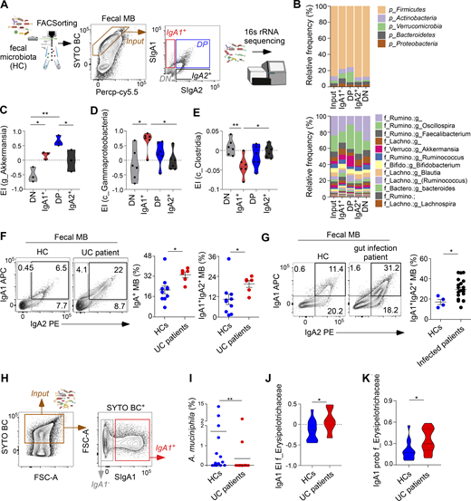 Gut inflammation increases the frequency of intestinal bacteria dually coated by SIgA1 and SIgA2 and alters SIgA-mediated MB selection. (A) Strategy adopted to profile the fecal MB from HCs and UC patients by 16S rRNA sequencing following SIgA1/SIgA2-based sorting of single positive SIgA1+, single positive SIgA2+, double-positive SIgA1+SIgA2+ (DP), and double-negative SIgA1−SIgA2− (DN) bacteria. Total input SytoBC+ bacteria were also sorted as control. (B) Relative abundance of phyla (upper panel) and genera (lower panel) in bacterial fractions sorted from the fecal MB of HC as in A. (C–E) EI for g_A. muciniphilia (C), c_Gammaproteobacteria (D), and c_Clostridia (E) in bacterial fractions obtained from the fecal MB of HCs as in A. (F and G) FCA of SIgA1 and SIgA2 and frequencies of total SIgA+ (SIgA1+, SIgA1+SIgA2+, and SIgA2+) or dually coated SIgA1+SIgA2+ (right panels) from SytoBC+ fecal MB of HCs and patients with UC (F) or transient gastrointestinal infection (G) (see Table S2). (H) Strategy adopted to profile the fecal MB from HCs and UC patients by 16S rRNA sequencing following SIgA1-based sorting of SIgA1+ bacteria, which include SIgA1+ single positive and DP SIgA1+SIgA2+ bacteria. Total input SytoBC+ bacteria were also sorted as control. (I) Relative abundance of A. muciniphila in the input fraction obtained from the fecal MB of HCs and patients with UC as in H. (J and K) IgA1 EI (J) and probability index (K) for f_Erysipelotrichaceae from the fecal MB of HCs and UC patients as in H. Data show one representative donor out of 6 (B), or 28 (H) or summarize the results of 6 HCs (C–E), 10 HC donors or 6 UC donors (F), 4 HC or 20 gut infection donors (G), 14 HC and UC donors (I–K). For each fecal sample, EI values were plotted only when a given bacteria was present in all fractions. Error bars, SEM (F and G); two-tailed Mann–Whitney U test (F, G, and I–K) and one-way ANOVA with Tukey’s post hoc test (C–E); *P < 0.05, **P < 0.01. See also Fig. S5. Refer to the image caption for details.