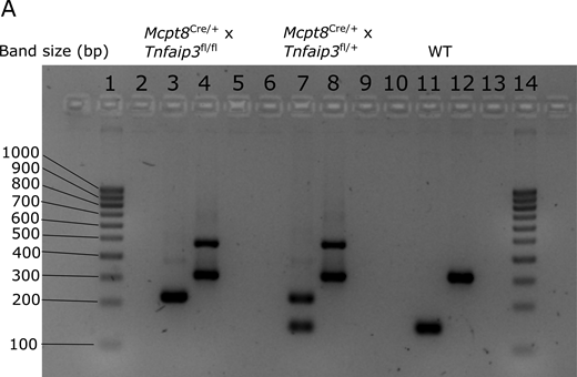 PCR-based analysis of Mcpt8Cre/YFPand Tnfaip3fl/flgenotype in KO, Hz, and WT mice, respectively. (A)Mcpt8-WT band size of 314 base pairs (bp) and Mcpt8-Cre band size of 478 bp. Tnfaip3-WT band size of 160 bp and Tnfaip3-floxed band size of 250 bp. Source data are available for this figure: SourceData FS5.
