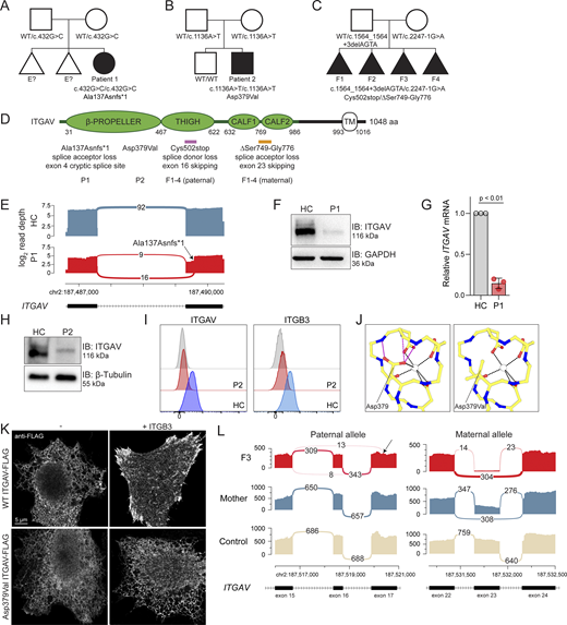 Genetic and functional significance of ITGAV variants. (A–C) Pedigrees of (A) Family 1, (B) Family 2, and (C) Family 3. Symbols: unknown genotype, ‘‘E?’’; fetus, triangle. (D) Cartoon of Integrin αV protein domain structure demonstrating protein-coding and splicing defects. TM, transmembrane. (E) Sashimi plots of RNA sequencing from fibroblasts demonstrating the novel splice acceptor site in ITGAV exon 4 of P1 (red tracks) compared with healthy control (HC, blue tracks). y axis: number of reads in log2 scale; x axis: genomic location. Only the canonical transcript model and junctions with ≥5 reads are shown. (F and G) Immunoblotting of Integrin αV protein level (n = 3) (F) and ITGAV mRNA by qPCR in fibroblasts derived from an HC or P1 (G). GAPDH was used as a loading control. qPCR was normalized to GAPDH, normalized to HC fibroblasts. (n = 3, paired t test, P < 0.01, error bars, mean ± SEM). (H and I) Immunoblotting (n = 3) (H) and Flow cytometry (I) of Integrin αV and Integrin β3 surface expression in lymphoblastoid cell lines derived from HC and P2 (n = 3). (J) Ca2+ ion (depicted as a white circle) coordination by the Asp379 Integrin αV sidechain mutated in P2, as well as the sidechains of Asp381, Asp383, and Asp387, are shown (black dashes). Stabilizing hydrogen bonds between backbone atoms and the Integrin αV Asp379 sidechain are also shown (magenta dashes). Models generated from PDB: 4G1M. (K) Spinning disc confocal microscopy of Integrin αV-FLAG alone (left) or co-expressed with Integrin β3 (right) in HeLa cells (n = 3). (L) Sashimi plots of RNA-sequencing data showing alternative ITGAV splicing of exon 16 (left) and exon 23 (right) in the mother (blue tracks), F3 (red tracks), and unrelated control (light yellow tracks). Left panel also indicates skipping and a novel cryptic acceptor site in exon17 in ITGAV (arrow). y axis: number of reads. x axis: genomic location. Only the canonical transcript model and junctions with ≥5 reads are shown. Source data are available for this figure: SourceData F2.