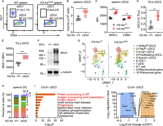 H2-Aa deficiency increased cDC2 and altered their transcriptional program to promote cross-presentation. (A) Representative flow cytometry plots of the indicated cDC populations in spleens of WT and H2-Aacit/cit mice. Cells were gated on Lin− CD45+ Ly6C− CD11c+. (B) The total number of cDC2 in spleens of WT and H2-Aacit/cit mice. (C) MHC-I and CD80 mean fluorescence intensity (MFI) on cDC2. (D and E) Frequency (D) and MHC-I MFI (E) of cDC2 among tumor-infiltrating lymphocytes isolated from B16F10 melanomas collected on day 11 after B16F10 inoculation into the flank of mice. (F) Immunoblot analysis of Nlrc5 in lysates of panDC enriched from spleens of WT and H2-Aacit/cit(cit/cit) mice. α-tubulin was used as a loading control. (G) Uniform Manifold Approximation and Projection (UMAP) clustering of scRNA-seq data from splenic DC sorted from 3 naïve H2-Aacit/cit mice (right) and 3 naïve WT littermates (left), showing 10 color-coded clusters at a resolution of 0.2. (H) Proportion of each cell cluster identified in G. (I) KEGG pathway enrichment analysis of genes significantly increased in H2-Aacit/cit relative to WT Ccr2+ cDC2 (adjusted P ≤ 0.05, n = 410). One-sided hypergeometric test was used to determine the statistical significance of enrichment. (J) Volcano plot showing differentially expressed genes in WT versus H2-Aacit/cit(cit) Ccr2+ cDC2 (adjusted P ≤ 0.05, n = 854). Shaded areas contain genes with Log2Fold change (FC) > 0.4 and Log2FC less than −0.4. Data points represent individual mice with four mice per group (B–E). Data are representative of one experiment (G–J) or two independent experiments (A–F). WT littermates were used as controls (A–H). Error bars indicate SD (B–E). P values were determined by Student’s t test (B–E). *P < 0.05; **P < 0.01; ***P < 0.001. Source data are available for this figure: SourceData F4.