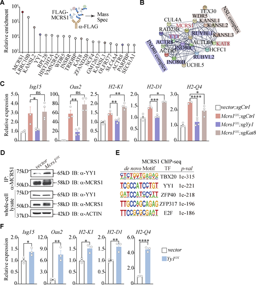 MCRS1 upregulates MHC-I by interacting with YY1. (A) Identification of MCRS1-interacting proteins in mouse pancreatic cancer cells by IP-MS, with top hits shown (n = 1 for both groups). (B) STRING analysis of MCRS1-interacting proteins, with interaction detected between MCRS1 and YY1 and KAT8. (C) Expression of ISGs and MHC-I genes in Mcrs1OX cells that were deficient in Yy1 or Kat8 by CRISPR-mediated gene knockout (n = 4, 3, 4, 4 for control, Mcrs1OX, Mcrs1OX;sgYy1, and Mcrs1OX;sgKat8, respectively; presented as means ± SEM; ns, not significant, P ≥ 0.05; *, P < 0.05; **, P < 0.01; ***, P < 0.001; ****, P < 0.0001; one-way ANOVA with Tukey’s multiple comparisons test; N = 2 independent experiments). (D) Increased MCRS1–YY1 interaction in Mcrs1OX cells assessed by immunoprecipitation (N > 3 independent experiments). (E) De novo motif discovery of MCRS1-bound genomic regions, with the YY1 binding motif among the top enriched motifs. (F) Expression of ISGs and MHC-I genes in Yy1OX cells (n = 3 for both groups; presented as means ± SEM; *, P < 0.05; **, P < 0.01; ****, P < 0.0001; two-tailed unpaired t test; N = 2 independent experiments). Source data are available for this figure: SourceData F5. Refer to the image caption for details.