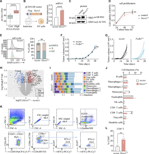 Mcrs1 activates T cell–mediated anti-tumor immunity in vivo. (A) Expression of MCRS1 in the MCRS1-low and MCRS1-high groups of PAAD patients in TCGA (n = 151, 30 for the MCRS1-low and MCRS1-high groups, respectively; center line, median; box limits, upper and lower quartiles; whiskers, Tukey; points, outliers; ****, P < 0.0001; two-tailed unpaired test). (B) Increased Mcrs1 expression in HT cells by lentiviral transduction of the Mcrs1 ORF (n = 3 for both groups; presented as means ± SEM; ****, P < 0.0001; two-tailed unpaired t test; N = 3 independent experiments). (C) Elevated MCRS1 protein levels in Mcrs1-overexpressing (Mcrs1OX) cells (N = 3 independent experiments). (D) The proliferation of Mcrs1OX and vector control cells in vitro, measured with the CCK-8 assay (n = 3 for both groups; presented as means ± SEM; ns, not significant, P ≥ 0.05; two-way ANOVA; N = 2 independent experiments). (E) Cell cycle analysis of Mcrs1OX and vector control cells by flow cytometry, with representative histograms (left panel) and quantification (right panel) shown (n = 4 for both groups; presented as means ± SEM; ns, not significant, P ≥ 0.05; two-way ANOVA; N = 2 independent experiments). (F) Growth curve of subcutaneous Pcdh1OX and vector control tumors in WT mice (n = 5, 6 for control and Pcdh1OX, respectively; presented as means ± SEM; ns, not significant, P ≥ 0.05; two-way ANOVA; N = 2 independent experiments). (G) Spider plots showing tumor growth in individual mice as in F (N = 2 independent experiments). (H) Volcano plot showing differential gene expression between Mcrs1OX and vector control tumors (n = 4 for both groups). (I) Fractions of different immune cell populations in Mcrs1OX and vector control tumors estimated by CIBERSORTx. (J) Comparison of CIBERSORTx-estimated immune cell populations in Mcrs1OX and vector control tumors (n = 4 for both groups; presented as means ± SEM; *, P < 0.05; ***, P < 0.001; two-tailed unpaired t test). (K) The gating strategy for T cell analysis in subcutaneous tumors. (L) Flow cytometry analysis of CD4+ T cells in Mcrs1OX or vector control tumors (n = 4, 5 for vector control and Mcrs1OX, respectively; presented as means ± SEM; **, P < 0.01; two-tailed unpaired t test; N > 3 independent experiments). Source data are available for this figure: SourceData FS2. Refer to the image caption for details.