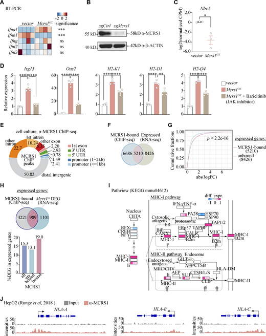 MCRS1 regulates MHC-I expression by directly binding to the promoters. (A) Expression of interferons in Mcrs1OX and vector control cells (n = 4 for both groups; ns, not significant, P ≥ 0.05; ***, P < 0.001; two-tailed unpaired t test; N = 2 independent experiments). (B)Mcrs1 knockout confirmed by western blotting, representative images shown (N = 3 independent experiments). (C)Nlrc5 expression in Mcrs1OX and vector control cells determined by RNA-seq (n = 3 for both groups; presented as means ± SEM; *, P < 0.05; two-tailed unpaired t test). (D) Expression of ISGs and MHC-I genes in Mcrs1OX cells in the presence of a JAK inhibitor (n = 4 for all groups; presented as means ± SEM; **, P < 0.01; ****, P < 0.0001; one-way ANOVA with Tukey’s multiple comparisons test; N = 2 independent experiments). (E) Distribution of MCRS1 ChIP peaks across the genome. (F) Overlapping of MCRS1-bound and expressed genes in HT cells. (G) The cumulative distribution function (CDF) plot of absolute expression changes of MCRS1-bound and -unbound genes in Mcrs1OX and vector control cells. (H) Percentages of differentially expressed genes (DEG) in MCRS1-bound and -unbound genes. (I) Pathview analysis of differential expression of MCRS1-bound genes in the antigen presentation pathway in control and Mcrs1OX cells. (J) MCRS1 binding at the human MHC-I loci (HLA-A/B/C) in HepG2 cells (Runge et al., 2018). Source data are available for this figure: SourceData FS4. Refer to the image caption for details.