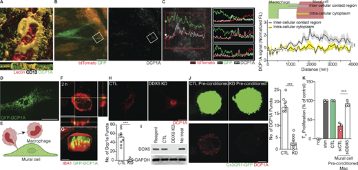 Mural cell p-bodies are critical to program macrophages. (A) 3D reconstruction of mural p-bodies in the dura. The mouse dura was labeled using anti-CD13, anti-DCP1A, and TL. Images were obtained using confocal microscopy. Scale bar = 10 μm. (B) Representative Airyscan image of the dura from a Pdgfr-β-CreERT2::ROSA-tdTomato::Cx3cr1GFP mouse immunolabeled with anti-DCP1A antibody. Scale bar = 10 μm. (C) Line scan analysis demonstrates increased DCP1A signal at the interface of mural cells (red dashed line) and macrophages (green dashed line). DCP1A fluorescence (FL) was normalized to the average intracellular DCP1A FL intensity of the mural cell (n = 8 scans per group; two-way ANOVA interaction **P = 0.0059). (D) Representative confocal image of DCP1A-GFP expression in cultured brain mural cells. Scale bar = 50 μm. (E) Experimental setup for incubating transfected mural cells with macrophages. (F) Macrophages isolated from mouse splenocytes were cocultured with DCP1A-GFP–expressing mural cells for 2 h. Images of IBA1+ cells were obtained using confocal microscopy. Scale bar = 10 μm. (G) 3D reconstruction of an IBA1+ cell that engulfed DCP1A-GFP from transfected mural cells. Scale bar = 5 μm. (H) Representative confocal image of control or DDX6 knock-down (KD) mural cells immunolabeled for DCP1A with quantification of DCP1A+ puncta (n = 9 per group; t test ***P < 0.001). Scale bar = 50 μm. (I) Western blot analysis to detect DDX6 protein expressed in control or DDX6 knock-down mural cells. (J)Cx3cr1GFP macrophages were co-cultured with DCP1A-RFP–expressing mural cells for 2 h. Images were obtained using confocal microscopy (n = 7–9 per group; t test ***P < 0.001). Scale bar = 10 μm. (K) Macrophages preconditioned by control or PB-depleted mural cells were cocultured with TH cells stimulated anti-CD3/28 stimulation (n = 3 per group; one-way ANOVA, post hoc ***P < 0.001). Source data are available for this figure: SourceData F5.