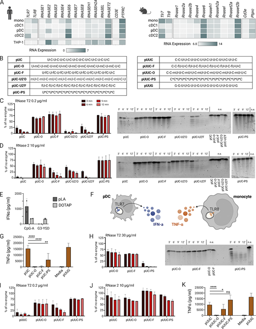 2′ RNA modifications protect from RNase T2- and RNase 2-mediated cleavage and limit TLR8 activity. (A) Upper left: RNA expression of endosomal RNases in human dendritic cells and monocytes from single-cell RNA-seq data (NCBI GEO accession no. GSE94820; Villani et al., 2017). Lower left: RNA expression in the THP-1 human monocytic cell line from bulk RNA-seq data. Right: RNA expression of endosomal RNases in mouse dendritic cells and monocytes from microarray data (NCBI GEO accession no. GSE35458; Haniffa et al., 2012). Colors represent average expression level. (B) Table of ORNs referenced in this figure. (C and D) Quantification of in vitro cleavage assay gels shown as a percentage relative to the no enzyme (n.e.) negative control (n = 2 in two experiments for all). ORNs were incubated with recombinant RNase T2 or RNase 2 at the indicated concentrations for time points shown, then run on a 15% TBE-Urea gel. For each reaction with enzyme, 25% of each reaction was run while 12.5% of the reaction was run for the n.e. controls. Representative in vitro cleavage assay gels are shown (right). (E) IFN⍺ in cell culture supernatants 16 h after pLA or DOTAP delivery of known innate immune receptor agonists to hPBMCs. The TLR9 agonist CpG-A (ODN2216) served as a readout for endosomal delivery, and the cGAS ligand G3-YSD (Herzner et al., 2016) served as a readout for cytosolic delivery. Both agonists were used at a final concentration of 1 µg/ml. (F) Expected cytokine outcome after TLR7 or TLR8 activation. (G) TNF⍺ measured by ELISA in cell culture supernatants of hPBMCs ∼16 h after treatment with 0.6 µg/ml of pUC ORNs delivered with pLA (n = 6 donors in two experiments). (H–J) Quantification of in vitro cleavage assay gels as in C and D. (K) TNF⍺ as in G after treatment with pUUC ORNs delivered with pLA (six donors in two experiments). All bar graphs show mean ± SD. Statistics were determined by one-way ANOVA with Benjamini, Krieger, and Yekutieli correction for multiple comparisons; *P ≤ 0.05, **P ≤ 0.01, ****P ≤ 0.0001. Source data are available for this figure: SourceData F2.