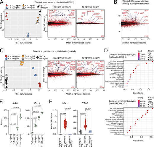 CD8 T cells instruct other cell types to produce regenerative molecules. (A) Left, PCA of RNA-seq of fibroblast (MRC-5) cells stimulated o/n with SN of MRC-5 cells pulsed with varying concentrations of influenza peptide and cultured with influenza-specific T cells o/n (n = 3); Right, MA-plots with number of DEGs (Padj < 0.05) based on Deseq2 in red, several genes labeled. Gene expression data and statistical analysis in Table S1. (B) MA-plot of primary human fat fibroblasts stimulated with SN generated from autologous CD8 T cells isolated from fat tissue and stimulated o/n with IL-2 and beads or empty medium ctrl (n = 4). DEGs in red. Gene expression data and statistical analysis in Table S2. (C) Left, PCA of RNA-seq of epithelial cells (HaCaT) stimulated o/n with SN of MRC-5 cells pulsed with varying concentrations of influenza peptide and cultured with influenza-specific T cells o/n; Right, MA-plots with number of DEGs (Padj < 0.05) based on Deseq2 in red (n = 4), several genes labeled. Gene expression data and statistical analysis are in Table S3. (D) GSEA of MRC-5 fibroblasts (top) or HaCaT epithelial cells (bottom) stimulated o/n with SN of MRC-5 cells pulsed with 100 ng/ml of influenza peptide and cultured with influenza-specific T cells o/n. (E) Gene expression of IDO1 and IFIT3 in RNA-seq of epithelial cells (HaCaT) stimulated o/n with SN of MRC-5 cells pulsed with varying concentrations of influenza peptide and cultured with influenza-specific T cells o/n. Statistical analysis via Deseq2 (n = 3–4). (F) Relative expression of IDO1 and IFIT3 determined by quantitative PCR in epithelial cells (HaCaT) stimulated o/n in the presence of anti-IFN-γ or IgG control with SN of MRC-5 cells pulsed with 0 or 100 ng/ml of influenza peptide and cultured with influenza-specific T cells o/n. Statistical analysis via one-way ANOVA (n = 3–4).