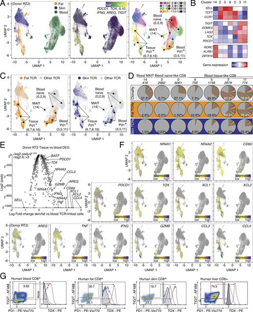 Human PD1+TIGIT+CD8 T cells in blood and tissues are clonally related and express effector molecules. (A) UMAP of scRNA-seq data derived from FACS-sorted CD8 T cell populations of human peripheral blood, skin, and fat of one donor (“Donor RT2”). Left, cells color-coded based on tissue of origin. Middle, expression of gene signature (PDCD1, TOX, IL10, IFNG, AREG, and TIGIT). Right, cells clustered in 20 groups. (B) Annotation of clusters using signature genes shown in (B) and labeled in UMAP. Sort info and quality control (QC) in Fig. S2; experimental repeat with second donor (“Donor RT1”) in Fig. S2. (C) TCRs derived from fat (left) and skin (right) CD8 T cells in effector cell clusters 6, 7, 8, and 16 (fat: 8,158 cells, skin: 4,573 cells) were highlighted in yellow (fat) or blue (skin) and displayed in all other clusters. (D) Clonality of clusters (top, white) or tracking of fat (middle, orange) or skin (bottom, blue) CD8 T cells in blood-based clusters of the same donor. The percentage indicates the fraction of detected clones among the total clones for the donor, with the total number of clones shown above. Each slice represents a clonotype with the angle representing its fraction among all cells in the respective cluster. (E) DEGs between TCR-identical cells in clusters 6, 7, 8, 16 and 0, 2, 3, 5, 9, 11, 14, 18. Several genes highlighted in red and labeled, Padj values <2−1000 capped at 2−1000. Values >3 capped at 3. (F) Gene expression of NR4A1, NR4A2, CD69, TOX, XCL1, XCL2, AREG, TNF, IFNG, GZMB, CCL3, PDCD1, and CCL4 in CD8 T cells from donor RT2. CDR3 sequences are listed in Table S4. (G) Expression of intracellular TOX in PD1+TIGIT+ CD8 T cells from human blood, fat, skin, and liver tissue. All data are derived from two or more independent experiments with the indicated number of human donors. Refer to the image caption for details.