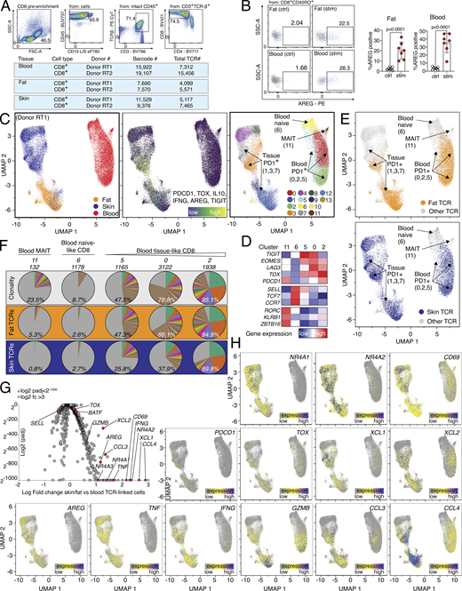 scRNA/TCR-seq of human CD8 T cells with donor RT1. (A) Top, sort layout for CD8 pre-enriched immune cells from human blood. Bottom, QC of cells used for combined scRNA/TCR-seq isolated from human blood, fat, and skin. (B) Gating and quantification of AREG expression in human fat (left) and blood (right). CD8 T cells after o/n stimulation with TI (Ctrl) or PMA/ionomycin in the presence of TI (stim), n = 7. (C and D) Left, cells color-coded based on tissue of origin. Middle, expression of gene signature (PDCD1, TOX, IL10, IFNG, AREG, and TIGIT). Right, cells clustered in 12 groups. Annotation of clusters using signature genes shown in (D) and labeled in UMAP. (E) Top, TCRs derived from all fat CD8 T cells in cluster 1 (6,381 cells) are highlighted in yellow and displayed in all other clusters. Bottom, TCRs derived from all skin CD8 T cells in clusters 3,7 (8,627 cells) highlighted in blue and displayed in all other clusters. (F) Clonality of clusters (top, white), or tracking of fat (middle, orange) or skin (bottom, blue) CD8 T cells in blood-based clusters of the same donor. The percentage indicates the fraction of detected clones among total clones for the donor, with the total number of clones shown above. Each slice represents a clonotype with the angle representing its fraction among all cells in the respective cluster. (G) DEGs between TCR-identical cells in clusters 1, 3, 7 and 0, 2, 5, 6, 11. Several genes highlighted in red and labeled, Padj values <2−1000 capped at 2−1000. Values >3 capped at 3. (H) Gene expression of NR4A1, NR4A2, CD69, TOX, XCL1, XCL2, AREG, TNF, IFNG, GZMB, CCL3, PDCD1, and CCL4 in CD8 T cells from donor RT1. CDR3 sequences are listed in Table S4. All data are derived from two or more independent experiments with an additional donor RT2 shown in Fig. 3.