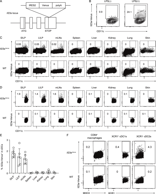 Generation of an Il23aVenusstrain and Il23a-Venus expression in cDCs in gut-associated tissues. (A) Targeted insertion of a Venus reporter gene into the Il23a locus. An IRES2-Venus-SV40 late polyA signal cassette was inserted immediately after the Il23a translational stop codon, creating a bicistronic locus encoding both Il23a and Venus under the control of the Il23a promoter. (B) The frequency of Il23a-Venus expression in CD11c+ bone marrow–derived dendritic cells with or without LPS stimulation. (C and D) The frequency of Il23a-Venus expression in CD45+ cells (C) or cDC subsets (D) from the SILP, LILP, mLNs, spleen, liver, kidney, lung, and skin of WT or Il23aVenus mice at steady state. The gating strategies for cDCs are shown in SourceData F1. (E) The percentages of Il23a-Venus+ in cDCs from the indicated tissues of Il23aVenus mice at steady state (n = 3–6). (F) The frequency of Il23a-Venus expression in the CD64+ macrophages, XCR1+ cDC1s, and XCR1− cDC2s from the SILP at steady state. The data in B–D are representative of two independent experiments, and the data in E are pooled from two independent experiments. The data in F are representative of three independent experiments. The graph depicts mean ± SD. Source data are available for this figure: SourceData F1.