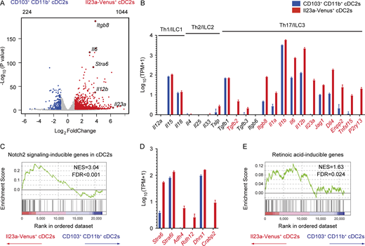 Il23a-Venus+cDCs show a distinctive transcriptome profile with high expression of genes involved in the Notch2 and retinoic acid signaling pathways. (A) Volcano plot showing differentially expressed genes with a Log2foldChange <1 and an adjusted P value <0.05 in the comparison of transcriptome profiles between CD103+ CD11b+ cDC2s and Il23a-Venus+ cDC2s. The upper left and upper right of the plot indicate the total numbers of genes highly expressed in CD103+ CD11b+ cDC2s and Il23a-Venus+ cDC2s, which are represented in blue and red, respectively. (B) The expression levels of genes associated with the differentiation and activation of Th1/ILC1, Th2/ILC2, or Th17/ILC3 in the indicated cDC2 subsets (n = 3–4). (C) GSEA of transcriptome profiles between Il23a-Venus+ cDC2s and CD103+ CD11b+ cDC2s using gene sets induced by Notch2 signaling in cDCs as detailed in the Materials and methods section. (D) The expression levels of genes related to vitamin A metabolism in the indicated cDC2 populations (n = 3–4). (E) GSEA of transcriptome profiles between Il23a-Venus+ cDC2s and CD103+ CD11b+ cDC2s using gene sets induced by retinoic acid as detailed in the Materials and methods section. The three and four individual cDNA libraries from CD103+ CD11b+ cDC2s and Il23a-Venus+ cDC2s were prepared and sequenced. The genes exhibiting significantly higher expression in Il23a-Venus+ cDC2s than in CD103+ CD11b+ cDC2s, as determined by DESeq2 with an adjusted P value <0.05, are depicted in red in panels B and D. The vertical bars in panels B and D denote the SEM. The NES and FDR are shown in panels C and E. Source data are available for this figure: SourceData F6. Refer to the image caption for details.