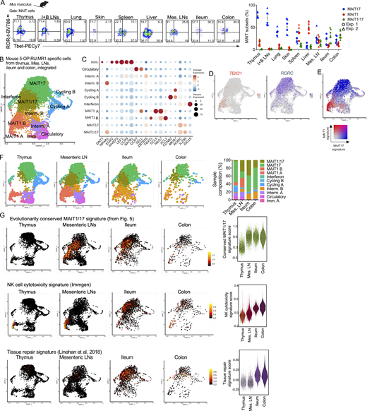 MAIT cells acquire an evolutionarily conserved MAIT1/17 program in the mouse intestine at steady-state. (A) Left: Representative flow cytometry showing RORγt and Tbet expression in MAIT cells (defined as TCRβ+ 5-OP-RU:MR1 tetramer+ CD24− CD44+) from the indicated tissues of B6-MAITCAST mice. Right: Percentages of MAIT cells expressing Tbet (MAIT1), RORγt (MAIT17), or both (MAIT1/17) in the indicated tissues. Data pooled from two independent experiments. (B) Integrated scRNAseq data from MAIT cells isolated from mouse thymus, mesenteric LNs, ileum, and colon. (C) Dotplot showing expression of selected genes in the indicated UMAP clusters. (D) Expression of TBX21 and RORC in MAIT cells after cross-tissue integration. (E) Expression of MAIT1 (in red) and MAIT17 (in blue) gene signatures in MAIT cells after cross-tissue integration. (F) Left: UMAP showing the individual scRNAseq datasets of MAIT cells after cross-tissue integration. Right: Distribution of MAIT cells from the indicated tissues in the individual UMAP clusters after cross-tissue integration. (G) Expression of the indicated gene signatures in MAIT cells from the indicated mouse tissues. Gene signatures are listed in Table S3. The evolutionarily conserved signature is defined in Fig. 5.