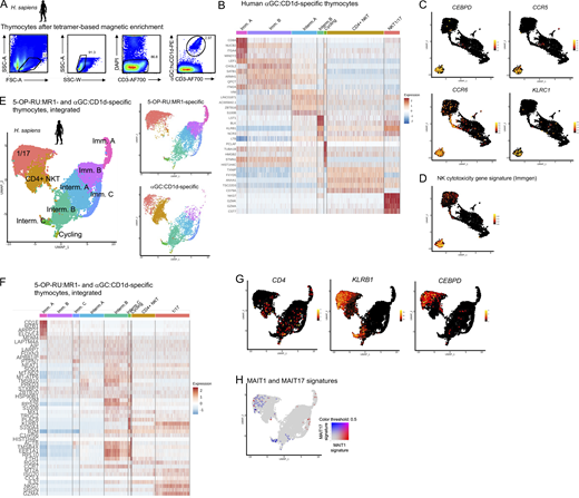 Human MAIT and iNKT cells acquire an identical 1/17 transcriptional program upon thymic development. (A) αGC:CD1d tetramer staining of human thymocytes after tetramer-based enrichment. Representative of two independent experiments. (B) Heatmap showing the top five most differentially expressed genes in the indicated clusters by scRNAseq analysis of human αGC:CD1d-specific thymocytes. (C) Expression of CEBPD, CCR5, CCR6, and KLRC1 in human αGC:CD1d-specific thymocytes. (D) Expression of an NK cytotoxicity gene signature (Immgen; defined in Table S3) in αGC:CD1d-specific thymocytes. (E) Left: UMAP showing integrated scRNAseq analyses of 5-OP-RU:MR1– and αGC:CD1d-specific human thymocytes. Right: Data split by cell origin. (F) Heatmap showing the top five most differentially expressed genes in the indicated clusters by scRNAseq analysis of integrated 5-OP-RU:MR1– and αGC:CD1d-specific thymocytes. (G) Expression of CD4, KLRB1, and CEBPD in 5-OP-RU:MR1– and αGC:CD1d-specific thymocytes after integration. (H) Expression of MAIT1 (in red) and MAIT17 (in blue) gene signatures in 5-OP-RU:MR1– and αGC:CD1d-specific thymocytes after integration.