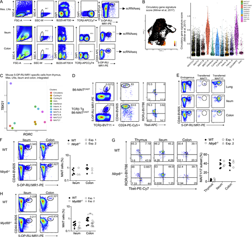 Requirements for the development of MAIT1/17 cells in the mouse intestine. (A) Gating strategy used for flow cytometry sorting of MAIT cells from the mesenteric LNs (Mes. LNs), ileum, and colon of B6-MAITCAST mice prior to scRNAseq analysis. MAIT cells were identified as live B220− TCRβ+ CD44+ MR1 tetramer+ cells. (B) Left: UMAP representation of the expression of a gene signature defined by Milner et al. (2017) for circulatory T lymphocytes. Right: Violin plot showing expression of the circulatory gene signature (described in Table S3) in the indicated clusters. (C) Mean TBX21 and RORC expression in each cell cluster from the integrated mouse datasets (Fig. 7 B). (D) Normal MAIT cell development in the B6-MAITCAST × TCRβ transgenic mouse. Left: Flow cytometry showing 5-OP-RU:MR1-tetramer staining in the thymus of the indicated mice. Center: CD24 and CD44 expression in tetramer+ thymocytes from the indicated strain. Right: Tbet and RORγt expression in CD44+ MAIT thymocytes from the indicated mice. Dotplots are representative of at least four independent experiments. (E) Flow cytometry showing 5-OP-RU:MR1-tetramer staining in the indicated tissues of B6-MAITCAST × TCRβ transgenic mouse (endogenous) or 8 wk after MAIT adoptive transfers into RAG2−/− recipients. The data are representative of two independent experiments. (F) Left: 5-OP-RU:MR1-tetramer staining in the ileum and colon of WT and Nlrp6−/− mice. Right: MAIT cell frequencies in the indicated tissues. Data pooled from two independent experiments. (G) Left: Representative Tbet and RORγt staining in MAIT (CD44+ tetramer+) cells from the indicated tissues. Right: Tbet and RORγt expression in 5-OP-RU:MR1 tetramer+ cells from the indicated tissues of B6 and Nlrp6−/− mice. Results pooled from two independent experiments. (H) Left: 5-OP-RU:MR1-tetramer staining in the ileum and colon of WT and Myd88−/− mice. Right: MAIT cell frequencies in the indicated tissues. Data were pooled from two independent experiments. Refer to the image caption for details.