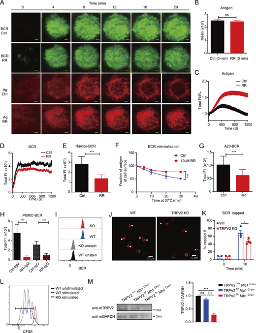 RR-sensitive channels contribute to the formation of the B cell immunological synapse, and TRPV2 contributes to B cell activation. (A) Representative time-lapse TIRFM images of Ramos cells at indicated time points of cell activation. Cells were activated in the absence or presence of RR (10 μM). Scale bars, 1.5 μm. (B) Quantification of total FI of BCR in the immunological synapse (n > 10). (C and D) Quantification of total FI of surrogate antigen (C) and total FI of BCR (D) in the immunological synapse (n > 10). (E) Quantification of total FI of recruited BCR in the immunological synapse of Ramos activated in the absence or presence of RR (n > 30). (F) RR treatment inhibited BCR internalization in primary B cells (n = 3). (G) Quantification of total FI of recruited BCR in the immunological synapse A20 activated in the absence or presence of RR (n > 30). (H) Quantification of total FI of recruited BCR in human PBMCs activated in the absence or presence of RR (n > 30). (I) Measurement of surface BCR expression in WT and TRPV2-KO A20B1-8 primary splenic B cells by flow cytometry (n > 2,000). (J and K) Representative confocal images of activated WT and TRPV2 KO primary B cells showing BCR capping at 10 min (J) and the average percentages of B cells with BCR capping at indicated times (K) (n = 3). Scale bar, 10 µm. (L) Cell proliferation of WT and TRPV2 KO B cells with or without activation. Primary B cells were labeled with CFSE and stimulated with soluble goat F(ab′)2 anti-mouse IgG + IgM (H+L) antibody (10 μg/ml) for 60 h (n >10,000). (M) TRPV2 KO efficiency was evaluated through immunoblot analysis, and quantitative statistical analysis was conducted based on gray values (n = 3). Unpaired two-tailed t test in B, E, G, H, and K. One-way ANOVA in M; two-way ANOVA in F. Data are mean ± SEM. ns, not significant, *P < 0.05 and ***P < 0.001. Data are representative of at least two independent experiments. Source data are available for this figure: SourceData FS1.