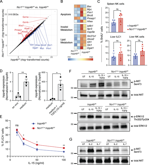 Inpp4b-deficient cells exhibit reduced survival and reduced p-AKT in response to IL-15. (A) DEGs between hepatic ILC1s from Inpp4bfl/fl and NcriCreInpp4bfl/fl mice. (B) Heatmaps of DEGs arranged by pathways. (C) Frequency of BrdU+ cells in spleen and liver (n = 5). Data are representative of two independent experiments. (D) RT-PCR analysis of Inpp4b expression in NK cells cultured in vitro with or without TGFβ stimulation. The experiments are representative of two independent experiments. (E) Frequency of FLICA+ cells over indicated concentrations of IL-15. Two technical replicates from two biological replicates were used for each concentration (n = 4). Data are representative of two independent experiments. (F and G) Western blot of p-AKT, total AKT, p-ERK1/2, and total ERK1/2 in control and Inpp4b-deficient cells under specified conditions. Molecular weight markers are indicated in kD. Data are representative of two to four independent experiments. (C–E) Results are shown as mean ± SEM. P values were calculated using unpaired two-tailed Student’s t test (C and D) or multiple unpaired two-tailed Student’s t test with multiple test correction using the Holm–Sidak method (E). *P < 0.05, **P < 0.01, ns = not significant. Source data are available for this figure: SourceData F3.