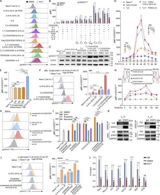 TCR stimulation alone directly induces STAT3 phosphorylation, and synergistically with proinflammatory cytokines (IL-6/IL-23) induces optimal STAT3 phosphorylation. (A–F) TCR stimulation alone induced STAT3 phosphorylation independent of cytokine–JAK kinase axis, and synergistically with proinflammatory cytokines (IL-6/IL-23) induced optimal STAT3 phosphorylation at Y705 during TH17 cell differentiation (plate-bound anti-CD3/CD28). CD4+ naïve T cells were differentiated under the indicated condition, and the cells were collected at 48 h for intracellular staining or western blot analysis. A representative histogram of pSTAT3Y705 is shown in A, geometric mean fluorescence (gMFI) of each sample is calculated in B, and western blot analysis of STAT3 phosphorylation is shown in C. (D) Kinetics of STAT3 phosphorylation. (E) The supernatant from plate-bound anti-CD3/CD28–stimulated T cells did not induce any noticeable STAT3 phosphorylation in T cells. (F) The cocktail of blocking antibodies to IL-6, IL-21, IL-23, and gp130 did not affect TCR stimulation alone–induced STAT3 phosphorylation. (G–J) Crosslinked anti-CD3/CD28 induced rapid STAT3 phosphorylation independent of cytokine–JAK kinase axis. gMFI of each sample is shown in G, and representative histogram is shown in H. (I) Srci1 inhibited crosslinked anti-CD3/CD28–induced STAT3 phosphorylation, but not cytokine–induced STAT3 phosphorylation, while JAK kinase inhibitors (ruxolitinib, baricitinib) inhibited cytokine–induced STAT3 phosphorylation, but not crosslinked anti-CD3/CD28–induced STAT3 phosphorylation. (J) The cocktail of blocking antibodies to IL-6, IL-21, IL-23, and gp130 did not affect crosslinked anti-CD3/CD28–induced STAT3 phosphorylation. (K) The interaction between Lck/Fyn and STAT3 during TH17 cell differentiation was determined by Co-IP. (L) Srci1 inhibited the recruitment of STAT3 to the loci of TH17 signature genes determined by ChIP-qPCR. Representative flow data from three independent experiments is shown (A, F, H, and J). Data are mean ± SD of three replicates from representative data of three independent experiments (B, D, E, G, I, and L, right panel of F and J). *P < 0.05; **P < 0.01; ***P < 0.001; ****P < 0.0001; ns, not significant; by Student’s t test. Source data are available for this figure: SourceData F1.
