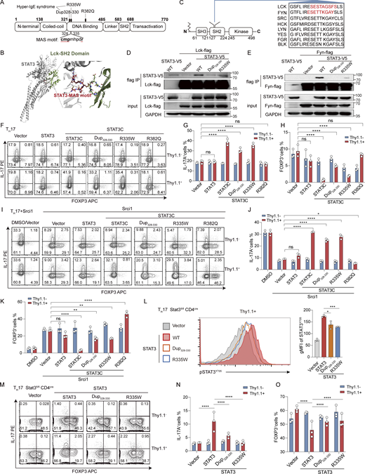 Disrupting the interaction between Lck/Fyn and STAT3 inhibits TH17 cell differentiation. (A) STAT3 mutations identified in patients with defective TH17 differentiation. (B) AlphaFold-Multimer prediction showing that the SH2 domain of Lck can bind to a conserved sequence of STAT3 (MAS motif). (C) The sequence within the SH2 domain responsible for binding to the MAS motif within STAT3 is conserved across Src family kinases. (D and E) Mutations in MAS motif of STAT3 greatly reduced the interaction between Lck (D) or Fyn (E) and STAT3. (F–H) STAT3C and STAT3C containing mutations in MAS motif have a similar ability to promote TH17 cell differentiation. (I–K) STAT3C and STAT3C containing mutations in MAS motif of STAT3 are equally effective in reversing the effect of Srci1 on TH17 cell differentiation. (L–O) WT STAT3, but not STAT3 with mutation in MAS motif, could mediate TH17 cell differentiation when expressed in STAT3 KO T cells. STAT3 phosphorylation was determined 2 days after infection (gated on Thy1.1+ cells) (L). Representative flow data from three independent experiments (F, I, L, and M) are shown. Data are mean ± SD of three replicates from representative experiments of three independent experiments (G–I, K, N, and O and right panel of L). *P < 0.05; **P < 0.01; ***P < 0.001; ****P < 0.0001; ns, not significant; by Student’s t test. Source data are available for this figure: SourceData F4.