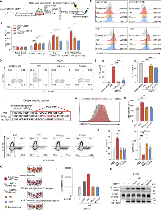 MAS motif within STAT3 is selectively required for TCR stimulation–induced STAT3 phosphorylation at Y705. (A–E) Mutations within the MAS motif within STAT3 selectively impair TCR stimulation–induced STAT3 phosphorylation in vitro. (A) The process to generate retrogenic mice by bone marrow transplantation. (B) CD4 naïve T cells isolated from retrogenic mice were cultured under indicated conditions, and STAT3 phosphorylation status was determined by intracellular staining. (C) Representative flow data from B. (D and E) In vitro differentiation of CD4+ naïve T cells isolated from retrogenic mice under TH17 condition showed that mutations within the MAS motif of STAT3 inhibited TH17 cell differentiation, and reciprocally promoted Treg cell differentiation. (F–J) Cell-penetrating peptide consisting of penetrating peptide from HIV TAT and MAS motif increased STAT3 phosphorylation and TH17 cell differentiation, and mutations in the MAS motif lost this ability. (K–M) Lck phosphorylated STAT3 determined by in vitro kinases assay, and the peptide containing STAT3328–335 increased the kinases activity of Lck to phosphorylate STAT3. The experimental procedure is shown in K, kinase activity (ADP-luminescence) is shown in L, and reaction mixture was further analyzed for phosphorylated STAT3, total STAT3, and Lck (M). The representative flow data from three independent experiments are shown in C, D, G, and I. Data are mean ± SD of three technical replicates (B and E) or four technical replicates (H and J) from a representative experiment of three independent experiments. *P < 0.05; **P < 0.01; ***P < 0.001; ****P < 0.0001; ns, not significant; by Student’s t test. Source data are available for this figure: SourceData F5. Refer to the image caption for details.