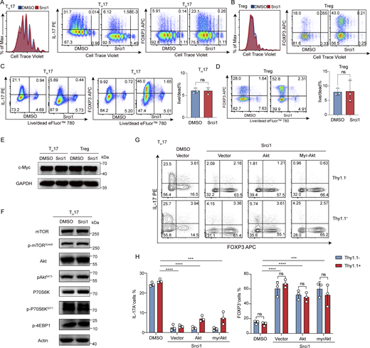 Srci1 treatment does not affect the proliferation, survival of T cells, or mTOR pathway during TH17 cell differentiation. (A and B) Srci1 treatment does not affect T cell proliferation. CD4+ naïve T cells were labeled with Cell Tracer Violet, and the cells were then differentiated under TH17 condition (A) or Treg condition (B). (C and D) Srci1 treatment does not affect cell survival of TH17 cells (C) and Treg cells (D) examined by live/dead dye. (E) Srci1 treatment does not affect the expression of c-Myc, which was shown to control T cell proliferation. The cells were differentiated under TH17 or Treg condition, and then were collected on day 3 for analysis of c-Myc expression. (F) The effect of Srci1 treatment on AKT/mTOR pathway in differentiating TH17 cells. Differentiating TH17 cells and Treg cells (48 h) were collected for western blot analysis with indicated antibodies. (G and H) Constitutively activated AKT (myrAKT) could not reverse the inhibitory effect of Srci1 on TH17 cell differentiation. Representative flow data from three independent experiments are shown in G. In H and right panel of C and D, data are mean ± SD of three replicates from representative experiments of three independent experiments. ***P < 0.001; ****P < 0.0001; ns, not significant; by Student’s t test. Source data are available for this figure: SourceData FS3.