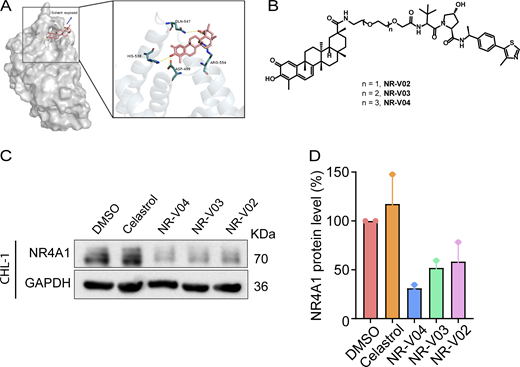 The design and synthesis of NR4A1 PROTACs. (A) A docking study revealed the carboxylic acid in celastrol is a potential tethering vector for PROTAC construction. (B) The structure of synthesized PROTACs. (C and D) The initial screening of NR4A1 degradation in CHL-1 cell line. CHL-1 cells were treated with 250 nM PROTACs for 16 h and the degradation was determined by (C) immunoblotting and (D) densitometry from two experiments. Source data are available for this figure: SourceData F3. Refer to the image caption for details.