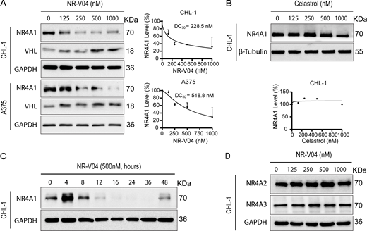 NR-V04 induces NR4A1 degradation. (A) NR-V04 effectively promoted the degradation of NR4A1 in two human melanoma cell lines within 16 h, CHL-1 (DC50 = 228.5 nM) and A375 (DC50 = 518.8 nM), while simultaneously stabilizing VHL protein; two experiments. (B) Celastrol treatment did not result in any significant change in the expression level of NR4A1 in the CHL-1 cell line within 16 h; two experiments. (C) Time-dependent degradation of NR4A1. CHL-1 cells were treated with 500 nM of NR-V04 at the indicated time points; two experiments. (D) NR-V04 did not induce the degradation of NR4A2 and NR4A3; two experiments. Source data are available for this figure: SourceData F4. Refer to the image caption for details.