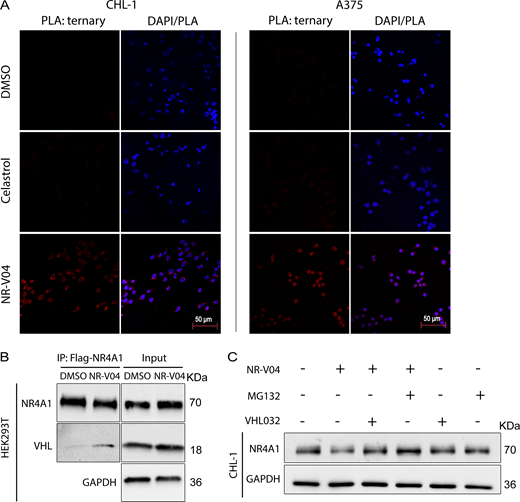 NR-V04 induces a ternary complex formation and mediates NR4A1 degradation through the ubiquitin-proteasome system. (A) PLA showing ternary complex formation induced by NR-V04. CHL-1 (left panels) and A375 (right panels) cells were pretreated with 0.5 μM MG132 for 10 min and then treated with DMSO, 500 nM celastrol, or 500 nM NR-V04 for 16 h. Representative images were shown for PLA assay (20× magnification); two experiments. Bar represents 50 μm for all images. (B) Co-IP experiment showing complex formation between NR4A1 and VHL by NR-V04 treatment. Co-IP was performed in NR4A1-Flag overexpressed HEK293T cells that were pretreated with 0.5 μM MG132 for 10 min, followed by 16-h treatment with DMSO or 500 nM NR-V04. NR4A1 was pulled down using an anti-Flag antibody conjugated to magnetic beads; two experiments. (C) NR-V04 induces NR4A1 degradation via VHL E3 ligase- and proteasome-dependent manner. CHL-1 cells were pretreated with 0.5 μM MG132 or 10 µM VHL 032 for 10 min, followed by 16-h treatment with DMSO or 500 nM NR-V04, three experiments. Source data are available for this figure: SourceData F5. Refer to the image caption for details.