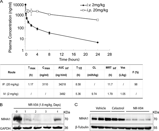 The PK and PD study of NR-V04. (A) PK parameters of NR-V04 in WT mice with three mice per group; one experiment. i.v. or IV, intraveneous injection; i.p. or IP, intraperitoneal injection; Tmax, time to drug peak comtration; Cmax, peak concentratin; AUC, area under the curve; T1/2, mean half-life; CL, clearance rate; MRT, mean residence time; Vss, steady state volume of distribution; F, fraction of bioavailability. (B) NR-V04 induces long-lasting degradation of NR4A1 in MC38 tumors. Mice bearing MC38 tumors were treated with two-dose administration of NR-V04 via i.p. (IP) injection at 1.8 mg/kg, and tumors were collected at indicated timepoints. Tumor lysates were analyzed by immunoblotting with each lane representing an individual tumor lysate; two experiments. (C) Immunoblotting showing NR4A1 degradation in MC38 tumors upon termination. MC38 tumor–bearing mice were treated with vehicle, 1.8 mg/kg NR-V04, or 0.75 mg/kg celastrol treatment (equivalent to 1.67 μmol/kg) every 4 days until experimental endpoints. Tumor tissues were collected for lysate collection and immunoblotting. Two to four biological samples per group, two experiments. Source data are available for this figure: SourceData F6. Refer to the image caption for details.