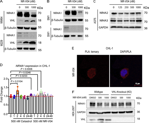 NR-V04 induces NR4A1 degradation. (A) NR-V04 effectively promoted the degradation of NR4A1 in two more human melanoma cell lines in 16 h, including WM164 and M229, while simultaneously stabilizing VHL expression; two experiments. (B) NR-V04 effectively promoted the degradation of NR4A1 in two mouse melanoma cell lines in 16 h, including SM1 and SW1; two experiments. (C) NR-V04 did not induce the degradation of NR4A2 and NR4A3; two experiments. (D) NR-V04 induces a transient elevation of NR4A1 mRNA in short time. CHL-1 cells were treated with 500 nM of celastrol or NR-V04 at the indicated time points. RNA was prepared for reverse transcription and qPCR. ACTB was used as control; N = 4, one experiment. (E) Ternary complex formation was observed in CHL-1 cells with 16-h treatments of 500 nM NR-V04, rather than DMSO or 500 nM celastrol, as detected by PLA (63× magnification); two experiments. Bar represents 10 μm for both images. (F) NR4A1 degradation by 500 or 1,000 nM of NR-V04 for 16 h in the WT or VHL KO HEK293T cells; two experiments. A two-sided unpaired t test was performed, with P values indicated (P = 0.0104 between control and 2 h of celastrol treatment; P = 0.023 and 0.008, respectively, between control and 2 or 4 h of NR-V04 treatment). Supplementary to Figs. 4 and 5. Source data are available for this figure: SourceData FS2. Refer to the image caption for details.