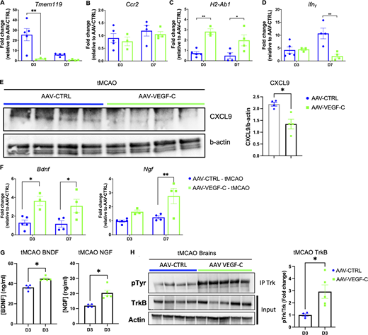 VEGF-C prophylaxis mitigates microglia activation and stimulates neurotrophin signaling. (A–D) qPCR analysis of forebrain homogenates (ipsilateral hemisphere) in AAV-VEGF-C and AAV-CTRL mice at 3 d- and 7 d-pso, measuring mRNA expression of the indicated genes. **P < 0.001; *P < 0.05. Two-way ANOVA and Sidak’s multiple comparison test. Data are represented as mean ± SEM, n = 3–5 mice in each experimental group. (E) Western blot and quantification of CXCL9 protein levels in brain protein extracts from AAV-CTRL– and AAV-VEGF-C–injected mice. *P < 0.05; n = 4 animals/group; Mann-Whitney test. (F) qPCR analysis of forebrain homogenates described in A–D for measuring mRNA expression of Bdnf and Ngf. *P < 0.05, **P < 0.01. (G) ELISA on brain tissue extracts to measure the expression of BDNF and NGF in tMCAO mouse brains at 3 d-pso (*P < 0.05, n = 4–5 animals/group; Mann–Whitney test). (H) Immunoprecipitation of TrkB, followed by western blot detection of phosphorylated tyrosine, and quantification of pTrK phosphorylation. Each lane corresponds to one brain hemisphere (*P <0.05; n = 4–5 animals/group; Mann-Whitney test). Source data are available for this figure: SourceData F8.