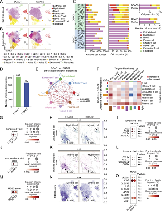 Comparative analyses of immune landscapes of DGAC subtypes. (A and B) Cell type-based and Leiden-based UMAPs of DGAC1 and DGAC2. (C) Absolute and relative cell proportions of individual patients and DGAC subtypes. Patients list was ranked by the DGAC group they belong. (D) Total cell–cell interactions from DGAC1 and DGAC2 were analyzed by using the CellChat package. More interactions were found in DGAC1. (E and F) Differential number of interactions between DGAC1 and DGAC2 using circle plots (E) and heatmap (F). Red (or blue) colored edges (E) and squares (F) represent increased (or decreased) signaling in the DGAC1 compared to DGAC2. (G–I) Score-based dot plot (G), feature plots (H), and dot plot of individual marker gene (I) of exhausted T cell score (markers are included in that score: LAG3, TIGIT, CTLA4, and HAVCR2). Genes that were included in score analysis are shown in Table S9, P values were calculated by Mann–Whitney testing. For the dot plot of a single gene, P values were calculated by using a t test. (J–L) Score-based dot plot (J), feature plots (K), and dot plot of individual marker gene (L) of immune checkpoint score (markers are included in that score: CTLA4, PDCD1, PDCD1LG2, and CD274). Genes that were included in score analysis are shown in Table S9, P values were calculated by Mann–Whitney testing. For the dot plot of single gene, P values were calculated by using a t test. (M–O) Score-based dot plot (M), feature plots (N), and dot plot of individual marker gene (O) of exhausted T cell score (markers are included in that score: IFITM1, JUNB, CLEC4E, IL1B, PLA2G7, ARG2, CLEC4D, CTSD, and CD84). Genes that were included in score analysis are shown in Table S9, P values were calculated by Mann–Whitney testing. For the dot plot of single gene, P values were calculated by using a t test. ***: P ≤0.001. All data are derived from two or more independent experiments with the indicated number of human donors.
