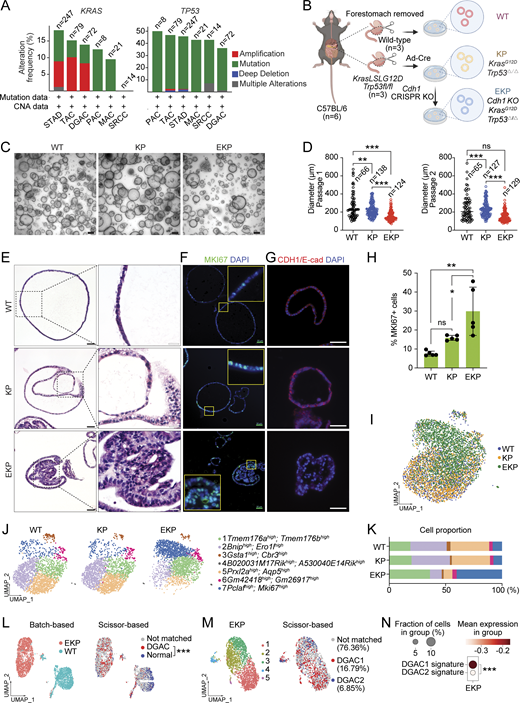 Establishment of genetically engineered gastric organoids with Cdh1-inactivation. (A) Genetic alteration of the KRAS, and TP53 genes based on the cBioPortal. n represents the total number of patients enrolled in each subtype. DGAC, diffuse-type gastric adenocarcinoma; SRCC, signet ring cell carcinoma; TAC, tubular adenocarcinoma; STAD, stomach adenocarcinoma; MAC, mucinous adenocarcinoma; PAC, papillary adenocarcinoma. (B) Illustration of the workflow for stomach tissue collection and dissociation, gene manipulation of the gastric organoids (GOs), GOs culture, and representative image of GOs. Three GO lines were generated, including WT, KP, and EKP. WT mice and KP mice were sacrificed to collect stomach tissue. After removing the forestomach, stomach tissue was dissociated into a single cell and culture as organoids. Adeno-Cre virus was used to treat KrasLSL-G12D; Trp53fl/fl organoids to generate KP organoids, followed by nutlin-3 selection. After selection, EKP organoids were generated using CRISPR-mediated Cdh1 KO from KP GOs. (C) Representative images of WT, KP, and EKP GOs at passage day 8. Scale bars: 200 μm. (D) Growth analysis for WT, KP, and EKP GOs in two passages on day 8 of each passage. P values were calculated using the one-way ANOVA; error bars: SD. Numbers below each label represent the number of organoids. (E) H&E staining of WT, KP, and EKP GOs. Scale bars: 50 μm (left panels); 200 μm (right panels). (F) MKI67 staining of WT, KP, and EKP GOs (n = 5). Scale bars: 50 μm. (G) CDH1 staining of WT, KP, and EKP GOs (n = 5). Scale bars: 50 μm. (H) Statistics analysis of MKI67 staining (Fig. 3 F). P values were calculated using the one-way ANOVA; error bars: SD. The representative images are shown. (I) Batch-based UMAPs of WT, KP, and EKP GOs. The Harmony integration package was used to remove the batch effect. (J) Leiden-based clustering UMAPs of WT, KP, and EKP GOs. Cell clusters were named by the most highly variable genes. (K) Cell proportion analysis of WT, KP, and EKP GOs. Each color represents a different cell type. The color code is based on the cell types shown in Fig. 3 J. (L) Batch-based and Scissor-based UMAP of WT and EKP GOs generated by the Scissor package. TCGA datasets of normal stomach and DGAC patients were utilized. (M) Cluster-based and Scissor-based UMAP of EKP GOs generated by Scissor package. DGAC1 and DGAC2 datasets were utilized to perform the comparison. (N) Dot plots of EKP GOs of DGAC1 and DGAC2 molecular signatures. The top 50 highly variable genes were used to calculate the molecular signature of each DGAC subtype. Gene list is shown in Table S8. P values were calculated by Mann–Whitney testing. ns: P > 0.05; *: P ≤ 0.05; **: P ≤ 0.01; ***: P ≤ 0.001. All data are derived from two or more independent experiments with the indicated number of mice.