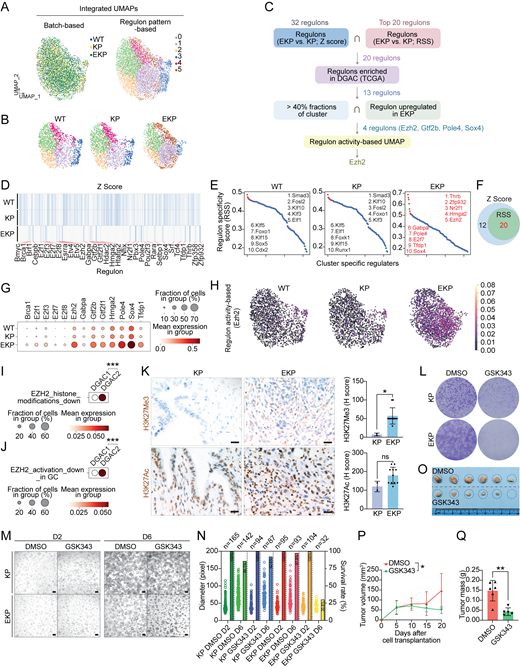 Cdh1 KO-activated Ezh2 promotes gastric tumorigenesis. (A) Integrated batch-based and regulon pattern-based UMAP for WT, KP, and EKP GOs. Six transcriptional modules were identified. (B) Separated regulon patterns based UMAP for WT, KP, and EKP GOs. (C) Flow chart of regulons selection process. (D) Regulons enriched in WT, KP, and EKP GOs, based on Z Score. 32 regulons were highly expressed in EKP samples compared to WT and KP. (E) Regulons enriched in WT, KP, and EKP GOs, based on RSS. The top 20 were selected by Z score. The whole regulon list based on RSS is shown in Table S18. (F) Venn diagram for the regulons from D and E. 20 regulons were overlapped. (G) Dot plot of the regulons (WT, KP, and EKP GOs) increased in TCGA DGAC patients. (H) Regulon activity-based UMAP of Ezh2 in WT, KP, and EKP GOs. The cells with lighter color represent regulated by Ezh2. (I and J) Dot plots of Ezh2 downstream target genes (I, genes which are downregulated by EZH2 activation through histone modification; J, genes which are downregulated by EZH2 activation reported in gastric cancer) scores in the epithelial cells of DGAC1 and DGAC2. P values were calculated by using a Mann–Whitney testing. Gene list of EZH2 targeted genes was listed in Table S9. (K) The level of H3K27Ac and H3K27Me3 expression in KP and EKP allografts. Quantification was displayed. Scale bars: 20 μm. (L) Crystal violet staining of KP and EKP cells after GSK343 (EZH2 inhibitor, 10 μM, 96 h). (M) Bright-field images of KP and EKP GOs after treatment with GSK343 (EZH2 inhibitor, 10 μM, 96 h). D2: day 2; D6: day 6. Scale bars: 200 μm. (N) Statistical analysis of KP and EKP gastric organoid size and number in response to GSK343 treatment. The number of organoids (right Y-axis) and their size (left Y-axis) were assessed following treatment with GSK343. On day 2 (D2), the number of organoids was determined for the image depicted in M, and this count was considered as 100% (n numbers are presented in the bubble plot). On day 6 (D6), the number of organoids in the same field for each group was counted (n numbers also displayed in the bubble plot). The percentage of each group on D6 was calculated by dividing the number of viable organoids at D6 by the number at D2. The viable percentage is presented in the bar graph. (O–Q) Transplantation of EKP cells followed by EZH2 inhibition. (O) Bright-field images of EKP allograft tumors treated with DMSO and GSK343 (20 mg/kg) separately (n = 3). (P) Tumor growth curve of EKP allografts treated with DMSO and GSK343 (20 mg/kg) after cell subcutaneous transplantation. (Q) Tumor mass of EKP allografts treated with DMSO and GSK343 (20 mg/kg) after mice scarification. P values were calculated using Student’s t test; error bars: SD. ns: P > 0.05; *: P ≤ 0.05; **: P ≤ 0.01; ***: P ≤ 0.001. All data are derived from two or more independent experiments with the indicated number of samples.