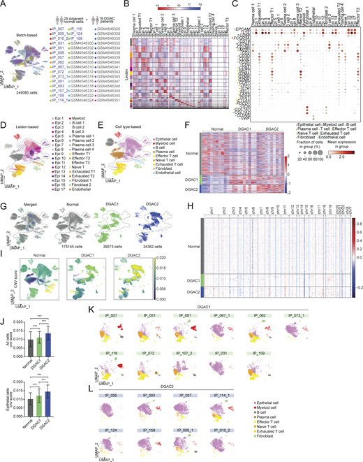 scRNA-seq analysis of 19 DGAC patients and 29 adjacent normal stomach tissue. (A) Integrated batch-based UMAP of 29 adjacent normal stomach tissue (normal tissue) and 19 DGAC patients. Total cell numbers are 249,080. Integration package: Harmony. (B) Annotated Leiden-based integrated UMAPs of 19 DGAC patients and 29 adjacent normal stomach tissue. Epi: Epithelial cells; Myeloid: myeloid cells; Effector T: effector T cells; Naïve T: Naïve T cells; Exhausted T: Exhausted T cells; Endothelial: Endothelial cells. (C) Dot plots of epithelial cell, myeloid cell, B cell, plasma cell, T cell, effector T cell, naïve T cell, exhausted T cell, fibroblast, and endothelial cell markers in integrated 19 DGAC patients and 29 adjacent normal stomach tissue scRNA-seq data. (D) Integrated Leiden-based UMAPs of 29 adjacent normal stomach tissue (normal tissue) and 19 DGAC patients. Epi: epithelial cells; Myeloid: myeloid cells; Effector T: effector T cells; Naïve T: naïve T cells; Exhausted T: exhausted T cells. The most highly variable 100 genes of each cluster are shown in Table S10. (E) Integrated cell type–based UMAP of 29 normal tissue and 19 DGAC patients. All cells were reclustered according to the Leiden clusters and gathered as mega clusters. Dashed line-circle: epithelial cells. (F) Type-based heatmap of all cells of integrated datasets in 19 DGAC patients and 29 adjacent normal stomach tissue. (G) Separated UMAPs of normal tissue and two types of DGACs. Dashed line-circle: epithelial cells. (H) CNV heatmap of DGAC1 and DGAC2, tumor-adjacent normal stomach tissue (Normal) was used as a reference for the CNV inference. Red: copy number gain (CNG); blue: copy number loss (CNL). (I) CNV heatmap of DGAC1 and DGAC2, tumor-adjacent normal stomach tissue (Normal) was used as reference for the CNV inference. (J) Statistics analysis of CNV score of all cells (left panel) and epithelial cells (right panel) among Normal, DGAC1, and DGAC2. P values were calculated using the one-way ANOVA; error bars: SD. (K and L) Individual cell type–based UMAP of the patients in DGAC1 and DGAC2. DGAC1 patients were enriched with stromal cells, mainly T cells. DGAC2 patients were enriched with epithelial cells. ***: P ≤ 0.001. All data are derived from two or more independent experiments with the indicated number of human donors.
