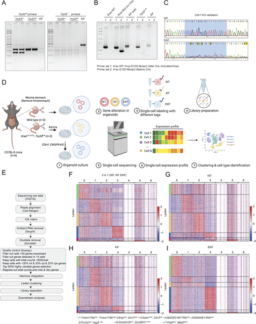 Validation of genetic engineering and scRNA-seq analysis of mouse GOs. (A–C) Genotyping results of KP organoids (A and B). After adeno-Cre treatment, KP organoids lost Trp53, while KrasG12D was activated in KP organoids. After CDH1 CRISPR KO, we performed Sanger sequencing to compare the sequence of CDH1 in WT and EKP (C). The five targeting sequences against CDH1 are shown in CRISPR/Cas9-based gene knockout in GOs. The primers used for genotyping are shown in Table S2. (D) Illustration of the workflow for stomach tissue collection and dissociation, gene manipulation of the gastric organoids (GOs), sample preparation of multiplex scRNA sequencing. (E) Workflow of single-cell library preparation. (F) Heatmap of each cell clusters of integrated datasets, including WT, KP, and EKP. (G–I) Separate heatmap of each cell clusters of WT, KP, and EKP datasets, respectively. All data are derived from two or more independent experiments with the indicated number of mice. Source data are available for this figure: SourceData FS4.