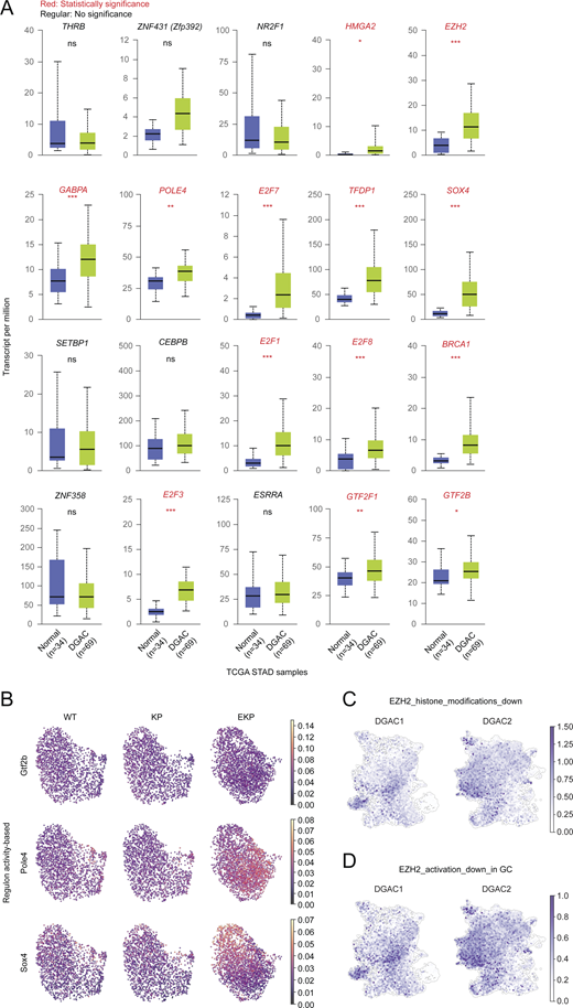 EKP-specific regulons expression and EZH2 downstream targeted genes expression. (A) The expression of 20 regulons in TCGA DGAC patients and normal stomach. (B) Regulon activity based UMAP of Gtf2b, Pole4, and Sox4. P values were calculated by using the Student’s t test; error bars: SD. (C and D) Feature plots of EZH2 downstream target genes (C, genes which are downregulated by EZH2 through histone modification; D, genes which are downregulated by EZH2 reported in gastric cancer) scores in the epithelial cells of DGAC1 and DGAC2. Gene list of EZH2 targeted genes was listed in Table S9. ns: P > 0.05; *: P ≤ 0.05; **: P ≤ 0.01; ***: P ≤ 0.001. All data are derived from two or more independent experiments with the indicated number of samples.
