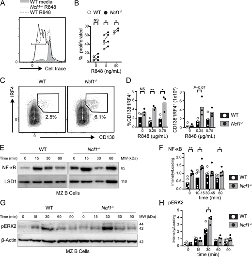 Increased endosomal TLR signaling in NCF1-deficient mouse B cells. (A and B) Sorted MZ B cells from female WT and Ncf1−/− mice were stimulated with TLR7 agonist, R848. (A) Histogram depicting CellTrace Violet dilution in WT (R848 0 ng/ml; gray filled), WT (R848 5 ng/ml; gray line), and Ncf1−/− (R848 5 ng/ml; black line) MZ B cells. Gate: percentage proliferated. (B) Proliferation of sorted WT versus Ncf1−/− MZ B cells 48 h after stimulation with indicated R848 dose. Each paired data point represents an independent experiment. (C and D) Splenic B cells cultured for 4 days on CD40L/BAFF-expressing feeder cells plus 10 ng/ml IL-21, and the indicated dose of R848. (C) Representatives FACS plots (gated on live cells) showing in vitro generation of CD138+IRF4+ plasma cells (number equals percentage in gate). (D) Percentage and total number of CD138+IRF4+ plasma cells following stimulation with indicated R848 dose. Each point represents an individual experimental animal. (E) Nuclear translocation of NFκB by western blot in sorted female WT and Ncf1−/− MZ B cells after CpG stimulation at indicated times. Western blot of nuclear LSD1 was used as a protein loading control. MW, molecular weight. (F) Quantification of nuclear NF-κB by densitometry, corrected for loading control. MW, molecular weight. (G and H) Representative western blot of cytosolic pERK2 (G) and pERK2 quantification (H) in sorted female WT and Ncf1−/− MZ B cells after CpG stimulation for indicated times. Actin was used to normalize protein loading. Each point represents an independent experiment. (A–H) Bars indicate mean. Data are combined from two (D), four (B and H), and five (F) independent experiments. *, P < 0.05; and **, P < 0.01 by paired (B) or unpaired Student’s t test (D, F, and H). Source data are available for this figure: SourceData F5. Refer to the image caption for details.