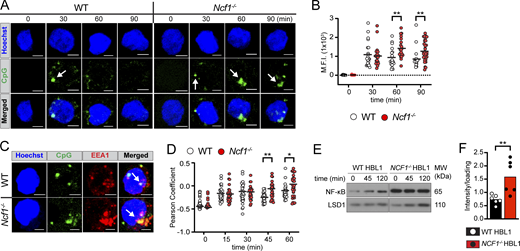 NCF1 deletion alters CpG trafficking and degradation in HBL1 cell line. (A) Confocal microscopy showing intracellular trafficking of fluorescence CpG in control versus NCF1-deficient HBL1 cells. Hoechst staining indicates the location of the nucleus. White arrows indicate CpG aggregates. Scale bars, 3 µm. (B) Maximum fluorescence intensity of CpG signal. Z stacks were compressed to a single plane to sum analysis. Each data point represents a single cell (n = 9–32 per condition). Graph shows representative data from one of two independent experiments yielding similar findings. (C) Colocalization of fluorescent CpG and EEA1 at 45 min after CpG stimulation. Hoechst staining indicates the location of the nucleus. White arrows highlight CpG and EEA1 colocalization. (D) Pearson’s coefficient of EEA1 and CpG signal colocalization (above Costes threshold), masked by EEA1 staining after CpG stimulation for 0–60 min. Z stacks were not compressed for this analysis. Each point represents a single cell (n = 25–52/condition). Graph shows representative data from one of two independent experiments yielding similar findings. (E) Nuclear translocation of NF-κB by western blot in control versus NCF1−/− HBL1 cells after CpG stimulation for 0, 45, and 120 min. Nuclear LSD1 was used to normalize protein loading. MW, molecular weight. (F) Quantification of nuclear NF-κB by densitometry at baseline, corrected for loading control. Data are combined from six independent experiments. Each data point represents a single experiment. (B, D, and F) Bars/lines indicate the mean. *, P < 0.05; and **, P < 0.01 by unpaired two-tailed Student’s t test. Source data are available for this figure: SourceData F6.
