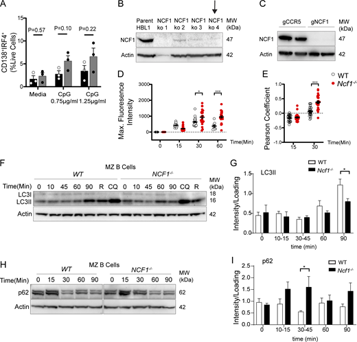 Independent replicates of B cell in vitro stimulation, confirmation of CRISPR-mediated NCF1 deletion, and impact of NCF1 deletion on p62 accumulation. (A) Splenic B cells cultured for 4 days on CD40L/BAFF-expressing feeder cells plus 10 ng/ml IL-21 and indicated dose of CpG. Percentage of CD138+IRF4+ shown. Each point represents the mean of technical replicates for each individual experimental animal. Bars, mean ± SEM. (B) Efficient CRISPR-mediated deletion of NCF1 in HBL1 cells by western blot. Also shown is a western blot for actin to normalized protein loading. Black arrow indicates the clone used for experiments. MW, molecular weight. (C) Western blot showing successful NCF1 deletion in primary human B cells. Actin staining was used to normalize protein loading. MW, molecular weight. (D) Fluorescent CpG maximum signal intensity in control and NCF1−/− HBL1 cells. Each point represents a single cell (n = 9–26 per condition). Independent replicate of data show in Fig. 6 B. (E) Pearson’s coefficient of EEA1 and CpG signal colocalization (above Costes threshold), masked by EEA1 staining after CpG stimulation for 15 and 30 min. Each point represents a single cell (n = 24–37/condition). Independent replicate of data show in Fig. 6 B. (F) Western blot of LC3-II in cytosolic fraction after CpG stimulation for 0–90 min, or after stimulation with rapamycin (R) and chloroquine (CQ) for 90 min to induce autophagy. Actin was used to normalize protein loading. MW, molecular weight. (G) Quantification of cytosolic LC3-II by densitometry (corrected for loading control). (H) Western blot of p62 in cytosolic fraction after stimulation with CpG for 0–90 min. Actin was used to normalize protein loading. MW, molecular weight. (I) Quantification of cytosolic p62 levels by densitometry (corrected for loading control). (B, D, G, and I) Bars show mean ± SEM of each individual experiment. Data were generated from two (A), four (G), five (I) independent experiments. (A, D, F, and H) *, P < 0.05; ***, P < 0.001 by two-tailed Student’s t test. Source data are available for this figure: SourceData FS3. Refer to the image caption for details.