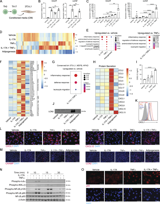 IL-17 synergizes with TNFα to induce preadipocyte fibroblast NF-κB and production of neutrophil chemokines. (A) Schematic of in vitro assay to test the effect of Th17 CM on fibroblasts used in B. (B) 3T3-L1 fibroblast gene expression by qPCR following treatment with Th17 CM ± anti–IL-17A blocking antibody (aIL-17A) or control isotype antibody. (C) Recombinant cytokine-stimulated 3T3-L1 gene expression by qPCR. (D–G) Bulk RNA-Seq of 3T3-L1 cells. Data were obtained from samples pooled from N = 3 independent biological replicates in each group. (D) Expression of top 2,000 genes with the highest variance between groups, scaled by column. (E) GO analysis of genes upregulated compared to vehicle control (left) and TNFα (right). (F) Expression of select genes, scaled by row. (G) GO analysis of upregulated genes conserved among TNFα and IL-17A treated 3T3-L1s, primary MDFBs, and HPADs. (H) Multiplex immunoassay of 3T3-L1 CM, scaled by row. Averages shown for N = 3. (I) CXCL12 ELISA of 3T3-L1 CM. (J) Representative LCN2 western blot of 3T3-L1 CM. (K) Representative CXCL1 intracellular cytokine staining in 3T3-L1s. (L) Representative CXCL1 and CXCL12 immunostaining in 3T3-L1s. Scale bar, 50 μm. (M) Representative CRAMP and LCN2 immunostaining in 3T3-L1s. Scale bar, 150 μm. (N) Representative phosphorylation (phospho) western blots in 3T3-L1s. (O) Representative p65 immunostaining in 3T3-L1s. Scale bar, 50 μm. Data in B–O are representative of at least two independent experiments with N = 3. Error bars represent SEM. FMO, fluorescence minus one; AMPs, antimicrobial peptides; ns (not significant), *P < 0.05, **P < 0.01, ***P < 0.001, and ****P < 0.0001 using unpaired t test. Source data are available for this figure: SourceData F2.