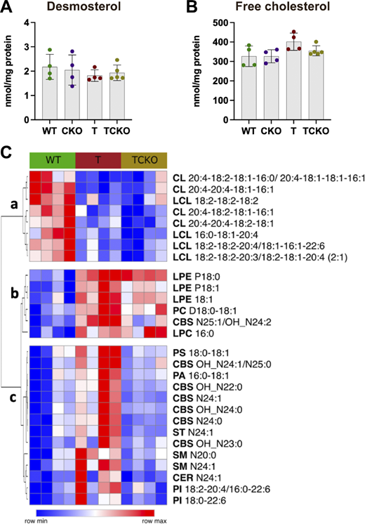 Ch25h deficiency in PS19 mice modulates levels of specific lipids without affecting free cholesterol levels. (A and B) Quantification of demosterol (A) and free cholesterol (B) levels in the cortex of 9.5-mo-old WT, CKO, T, and TCKO mice (n = 4–5 samples per group). Lipid species were quantified (Table S6) in the cortex of WT, T, and TCKO mice (n = 4 per group). One-way ANOVA with Tukey’s post hoc test (two-sided) was used for all statistical analysis. (C) Heatmap of lipid species that showed significant differences (P < 0.05) between the study groups (row min-max). Clusters a and b show lipids reduced and increased in mice carrying the tau-transgene, respectively. Cluster c shows lipids upregulated in T but restored in TCKO. Refer to the image caption for details.