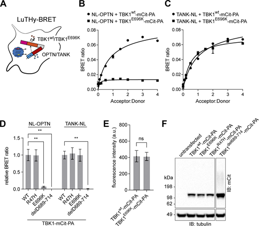 Characterization of the TBK1E696Kvariant. (A) Scheme of LuTHy-BRET assay to investigate binding of wt TBK1 and TBK1E696K to optineurin (OPTN) or the TRAF family member–associated NF-κB activator (TANK) in live HEK293 cells. (B and C) Binding of wt TBK1- and TBK1E696K-mCitrine-Protein A (-mCit-PA) to NanoLuc (NL)-tagged optineurin (B) or TANK (C) in LuTHy-BRET donor saturation assays. (D) Quantification of cBRET signals from TBK1 binding assays. PA-mCit-NL tandem construct shown as positive and cotransfection of single NL- and PA-mCit-tags as negative BRET controls. Relative BRET ratios were obtained by normalizing the BRET signal of optineurin or TANK with each TBK1 mutant to the interaction signals with wt TBK1, respectively. Mean ± SEM of n = 4 technical replicates per condition from three independent experiments; one-way ANOVA with Sidak’s post hoc test; **P < 0.01. (E) Comparison of wt TBK1- and TBK1E696K-mCit-PA fusion protein expression as measured from fluorescence intensities. Mean ± SEM of n = 7 technical replicates per condition from three independent experiments; Student’s t test. (F) Western blot showing expression of the TBK1 mutants in HEK293 cells after transfection. Source data are available for this figure: SourceData F1. Refer to the image caption for details.